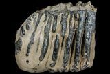 Partial Southern Mammoth Molar - Hungary #111853-4